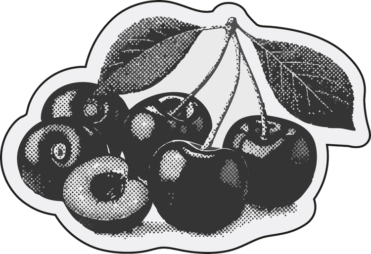 Cherries illustration
